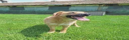 Mixed Breed dogs for adoption: Ruby for adoption!  in Brackley - Advert 12