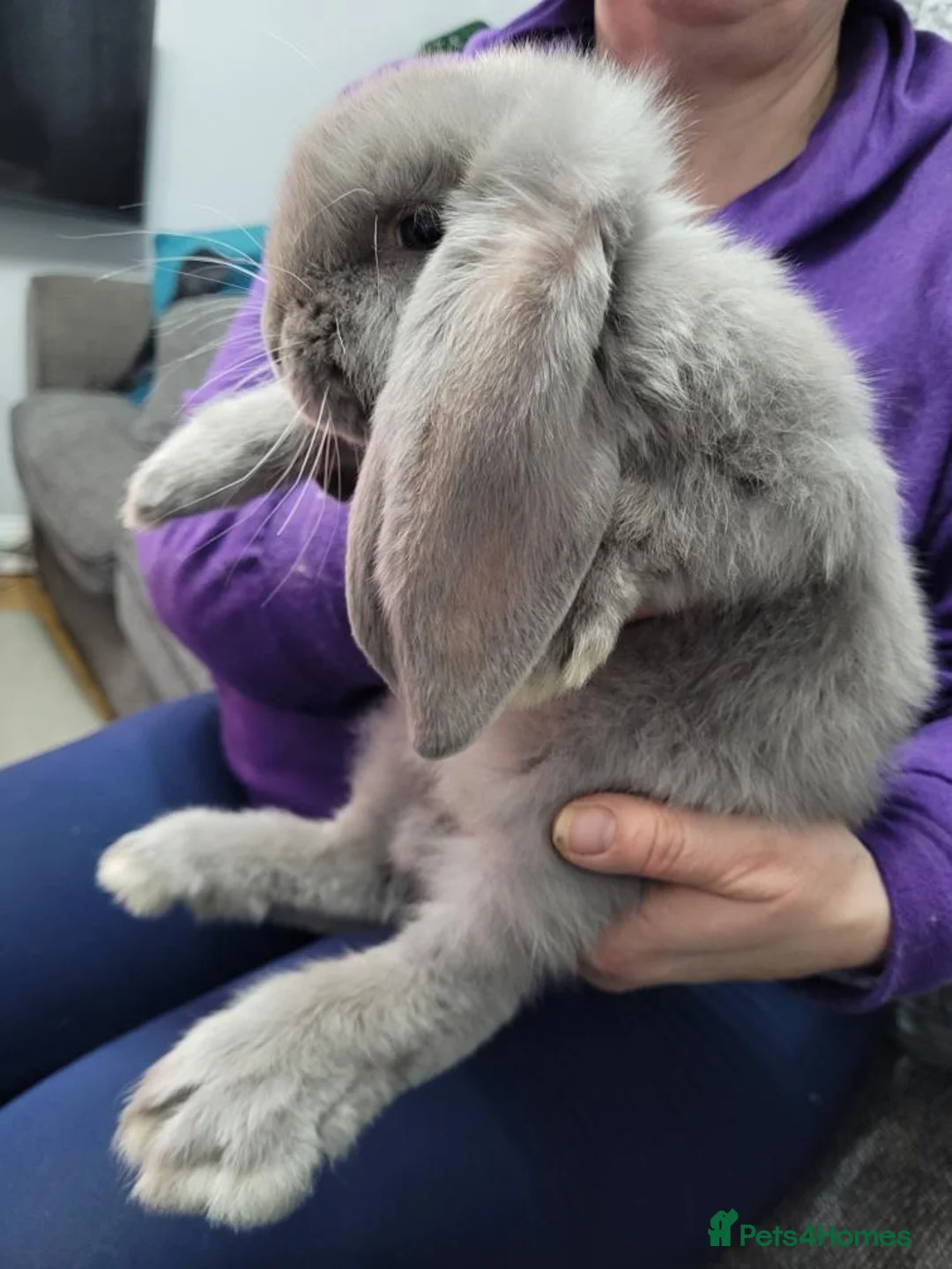 French Lop rabbits for sale: Pure Bred French Lop babies - Advert 2