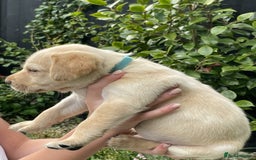 Labrador Retriever dogs for sale: Gorgeous Chunky Labrador Puppies - Image 17