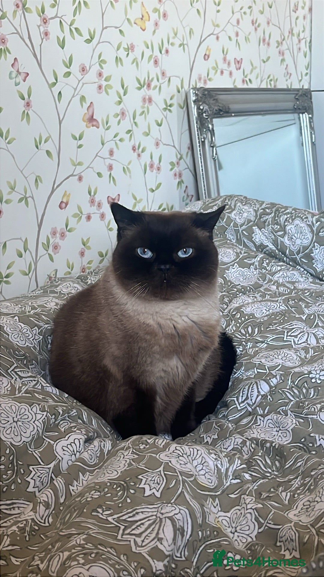 British Shorthair cats Adult British looking for loving family  - Advert 1
