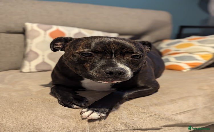Staffordshire Bull Terrier dogs - Advert 1