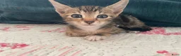 Siamese cats for sale: Siamese x Maine coon kittens - Advert 9