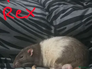 Rat rodents 8 beautiful boys in need of a new home in Leicester - Advert 1