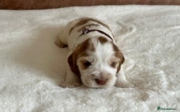 Cocker Spaniel dogs for sale: Extensively Health Tested KC Reg Puppies  - Image 22