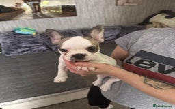 French Bulldog dogs for sale: Amazing french bulldog  - Image 4