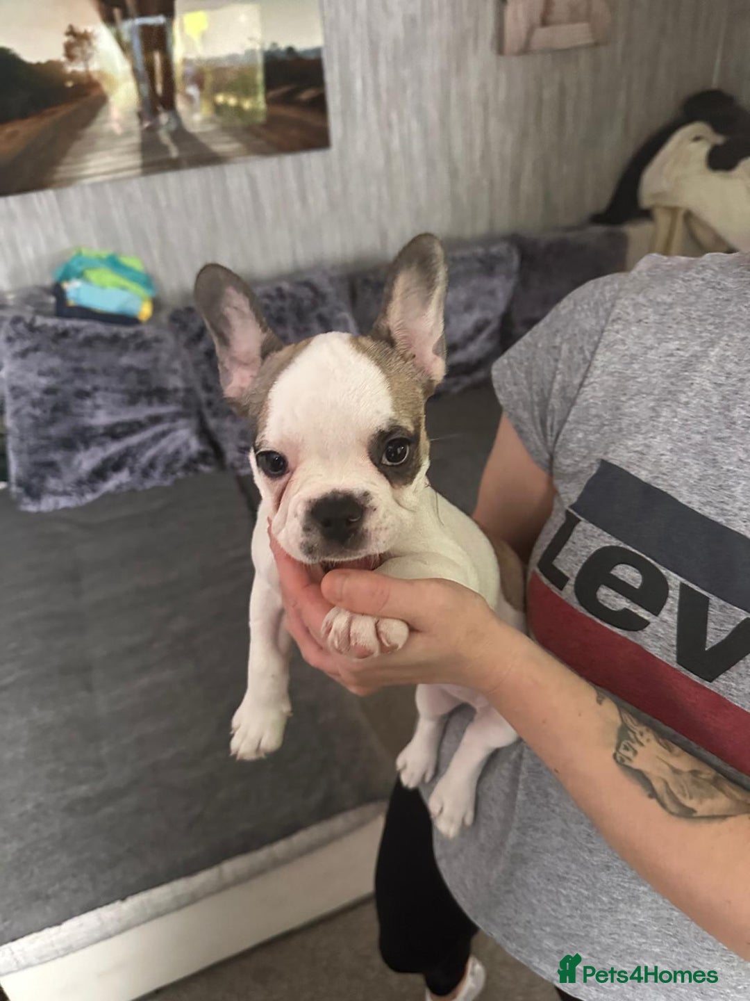 French Bulldog dogs for sale: Amazing french bulldog  - Image 4