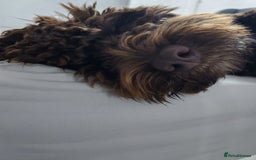 Cockapoo dogs for stud: Cockapoo for stud  - Advert 7