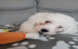 Bichon Frise dogs for sale: Last boy bichon frise pup 🩵 11 weeks old  - Image 3