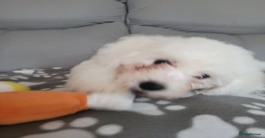 Bichon Frise dogs - Advert 7