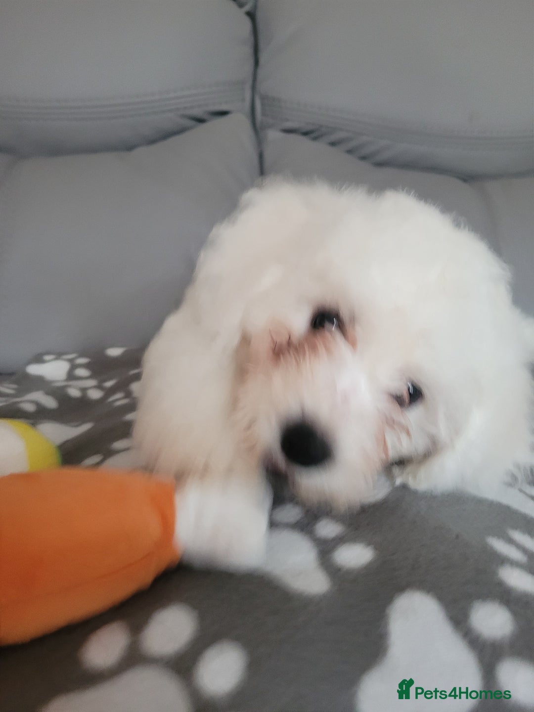 Bichon Frise dogs for sale: Last boy bichon frise pup 🩵 11 weeks old  - Image 3