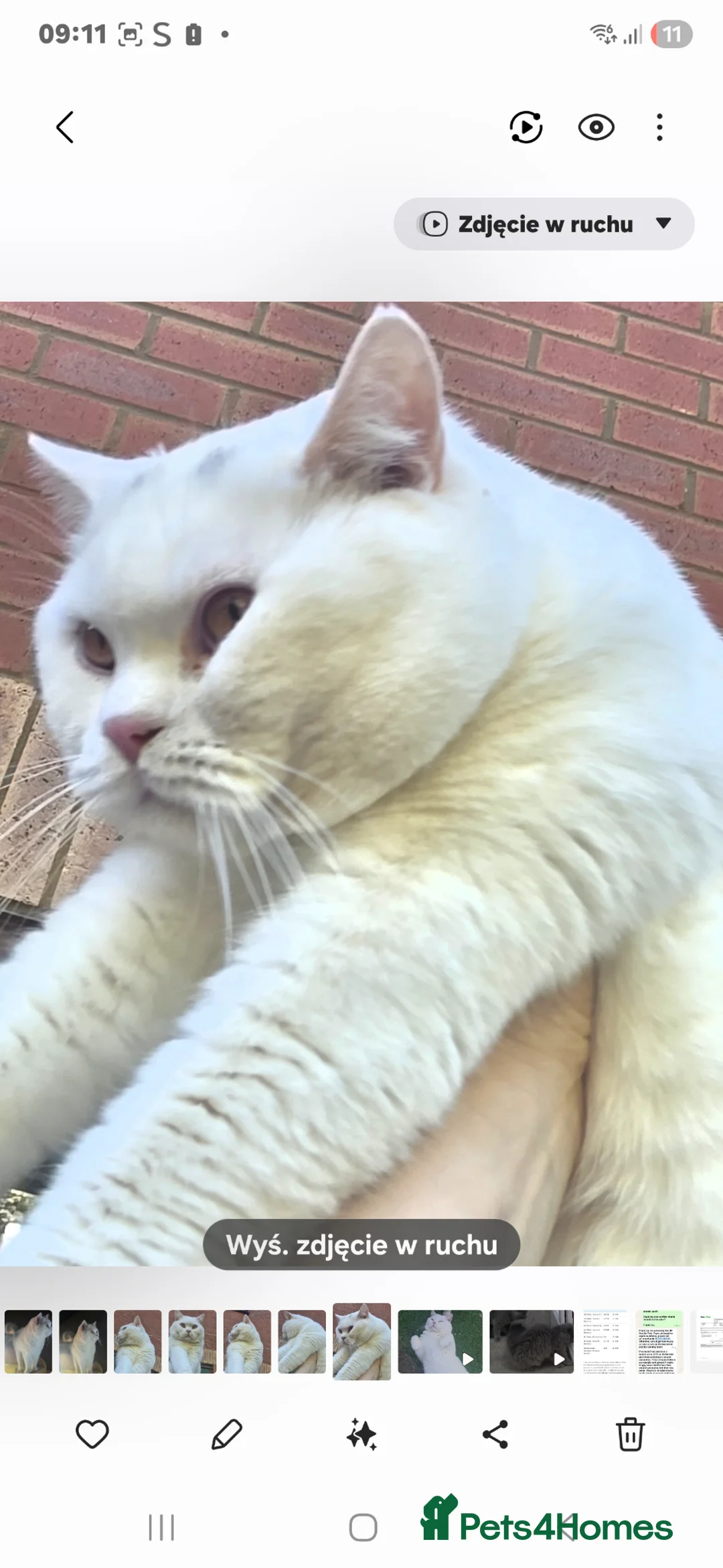 British Shorthair cats for stud: Proven White British Shorthair Stud Available 🤍 - Advert 2
