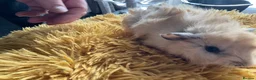 Guinea Pig rodents for sale: Georgeous Piggles - Advert 8