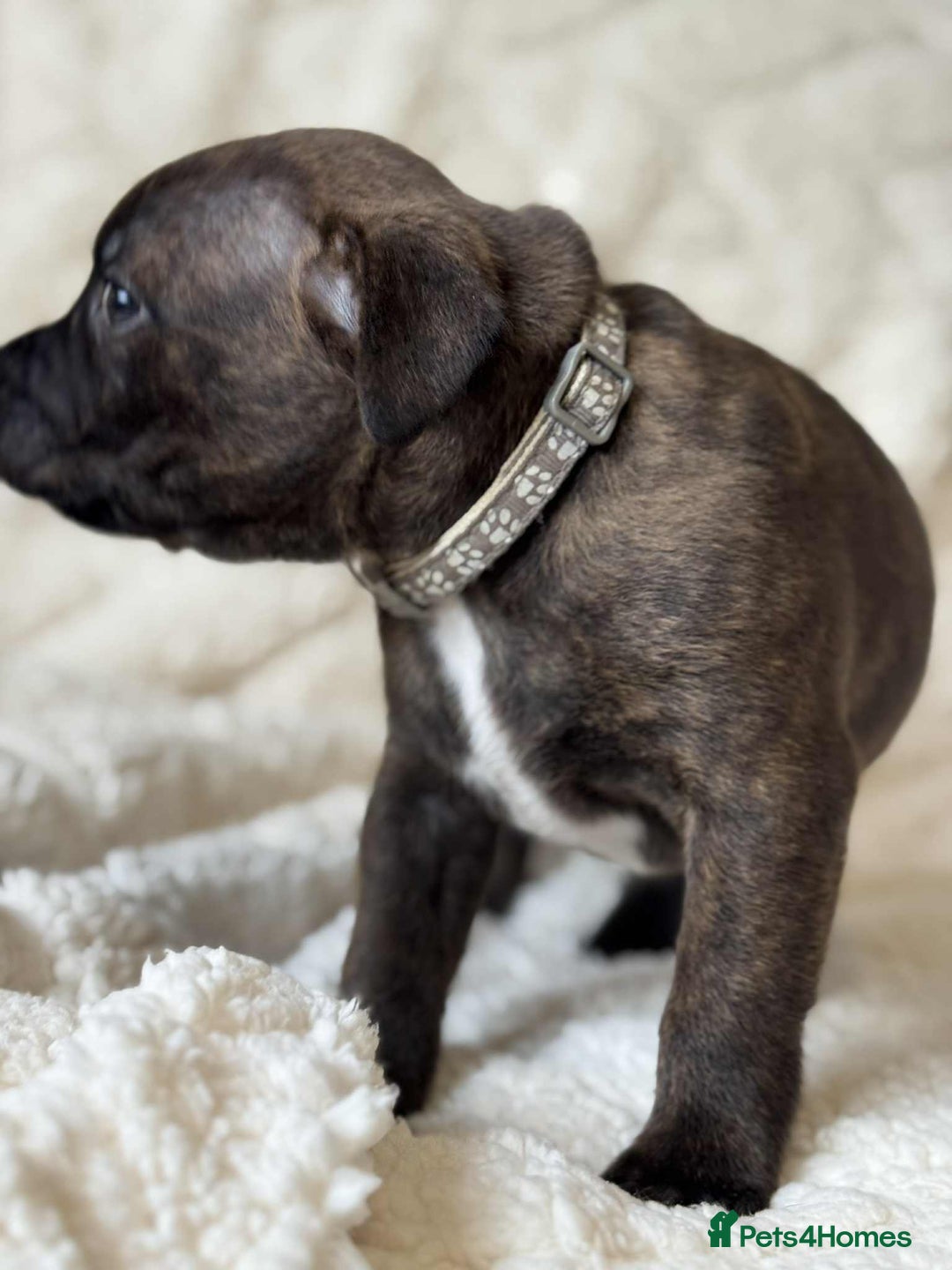 Staffordshire Bull Terrier dogs for sale: Kc registered Staffordshire bull terriers - Advert 26