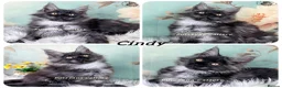 Maine Coon cats for sale: TICA registration Maine coon kittens Ready Now - Advert 7