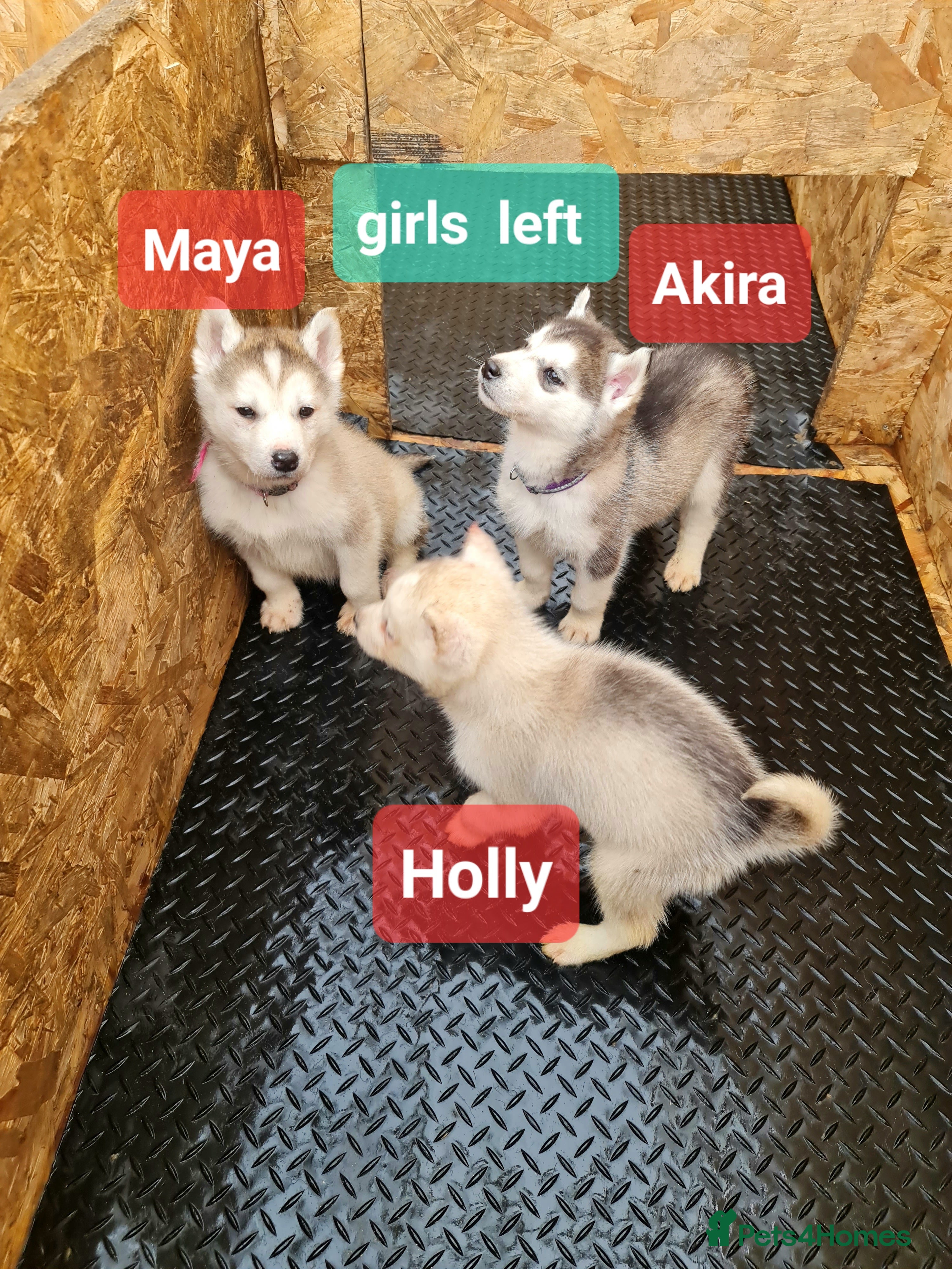 Siberian Husky dogs Siberian husky puppies  - Advert 4