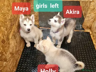 Siberian Husky dogs Siberian husky puppies - Advert 4