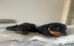 Miniature Dachshund dogs for sale: Miniature dachshund girl puppy  - Image 9
