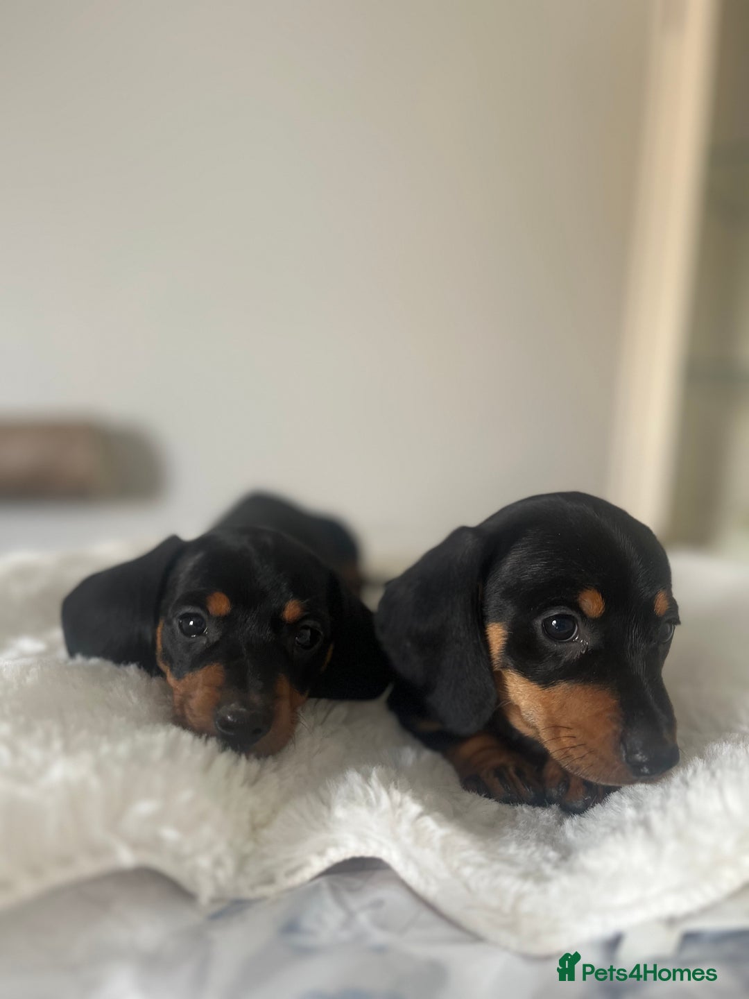 Miniature Dachshund dogs for sale: Miniature dachshund girl puppy  - Image 9