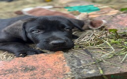Mixed Breed dogs for sale: German Shepherd cross Mastiff - Image 18