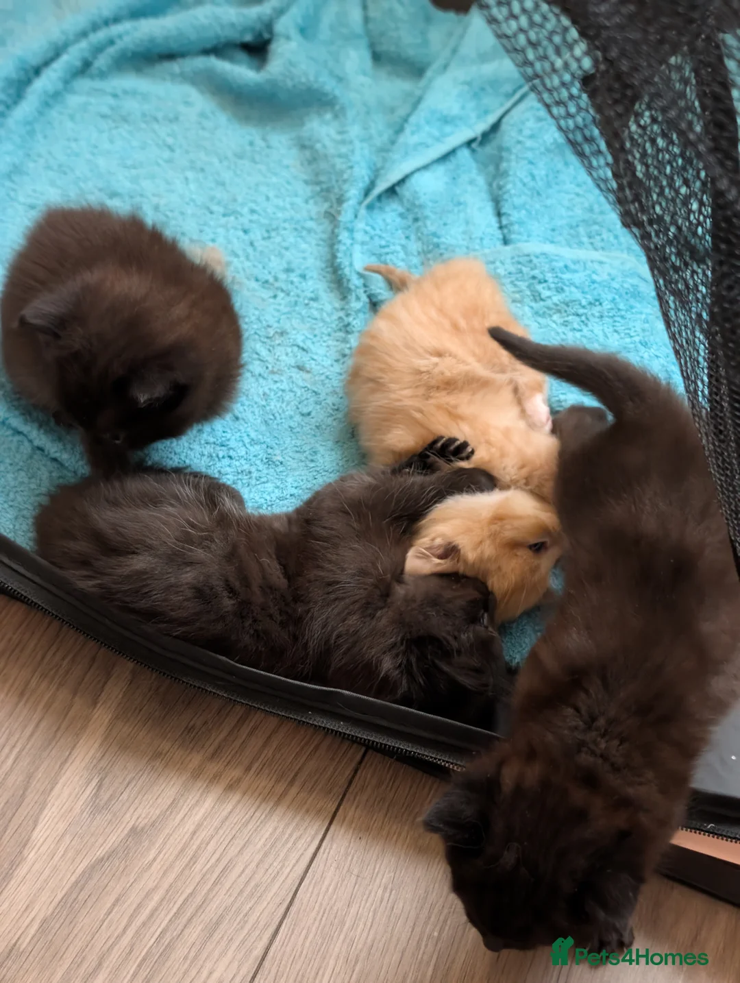 Mixed Breed cats for sale: 4 beautiful fluffy babies - Advert 2