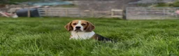 Beagle dogs for sale: CRACKER THE BEAUTIFUL BEAGLE  - Advert 2