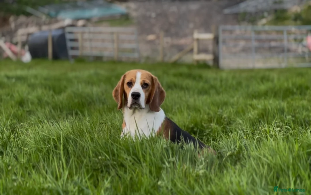 Beagle dogs for sale: CRACKER THE BEAUTIFUL BEAGLE  - Advert 2