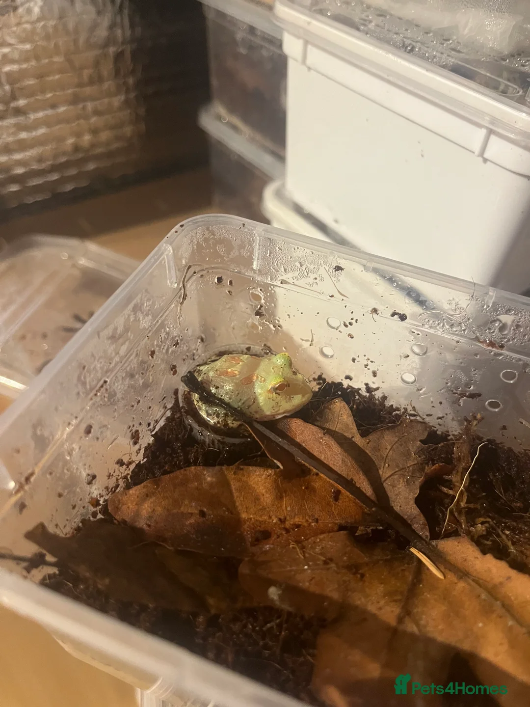 Frog reptiles for sale: Baby Pac-Man Froglets  - Advert 9