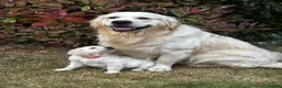Golden Retriever dogs for sale: KC registered litter  in Rochester - Advert 5
