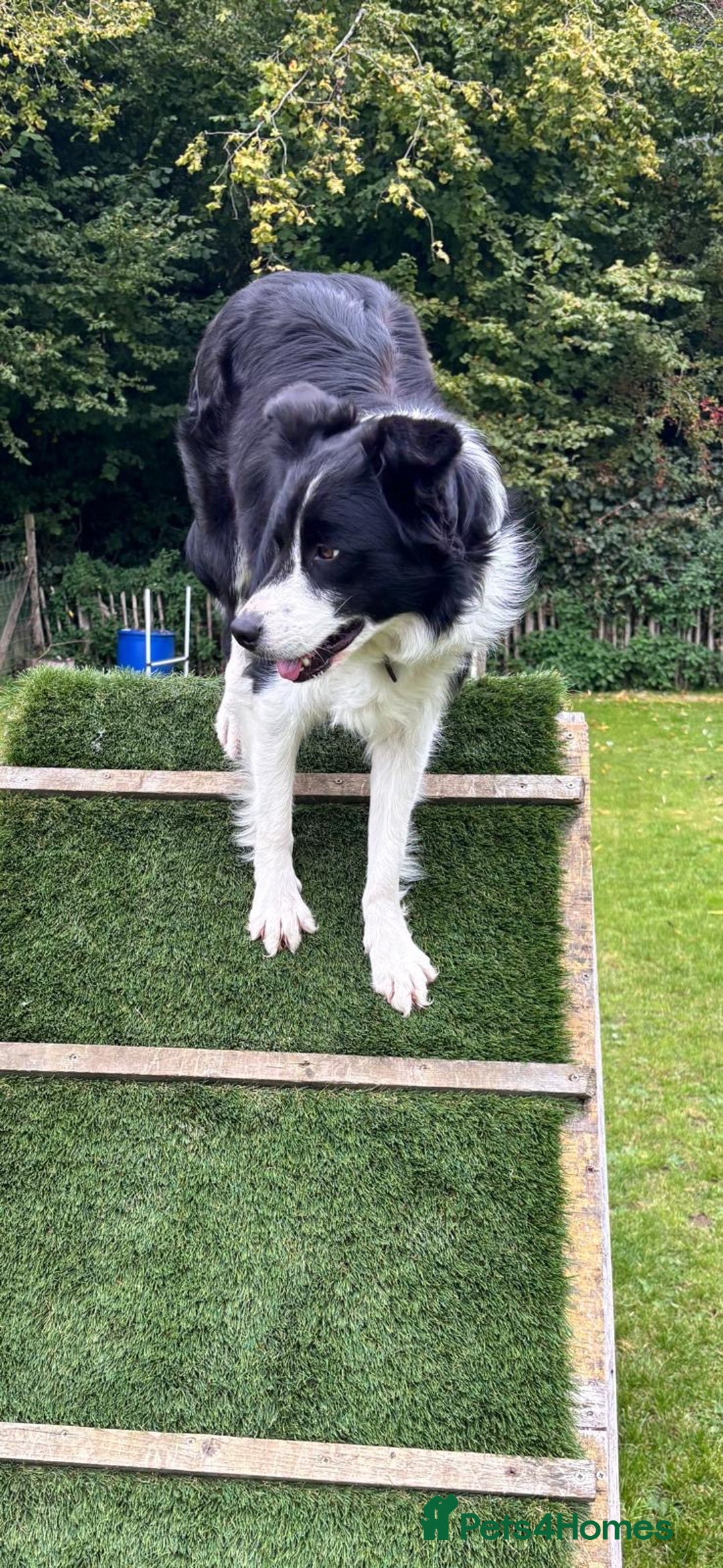 Border Collie dogs for sale: Great border collie female  - Advert 2