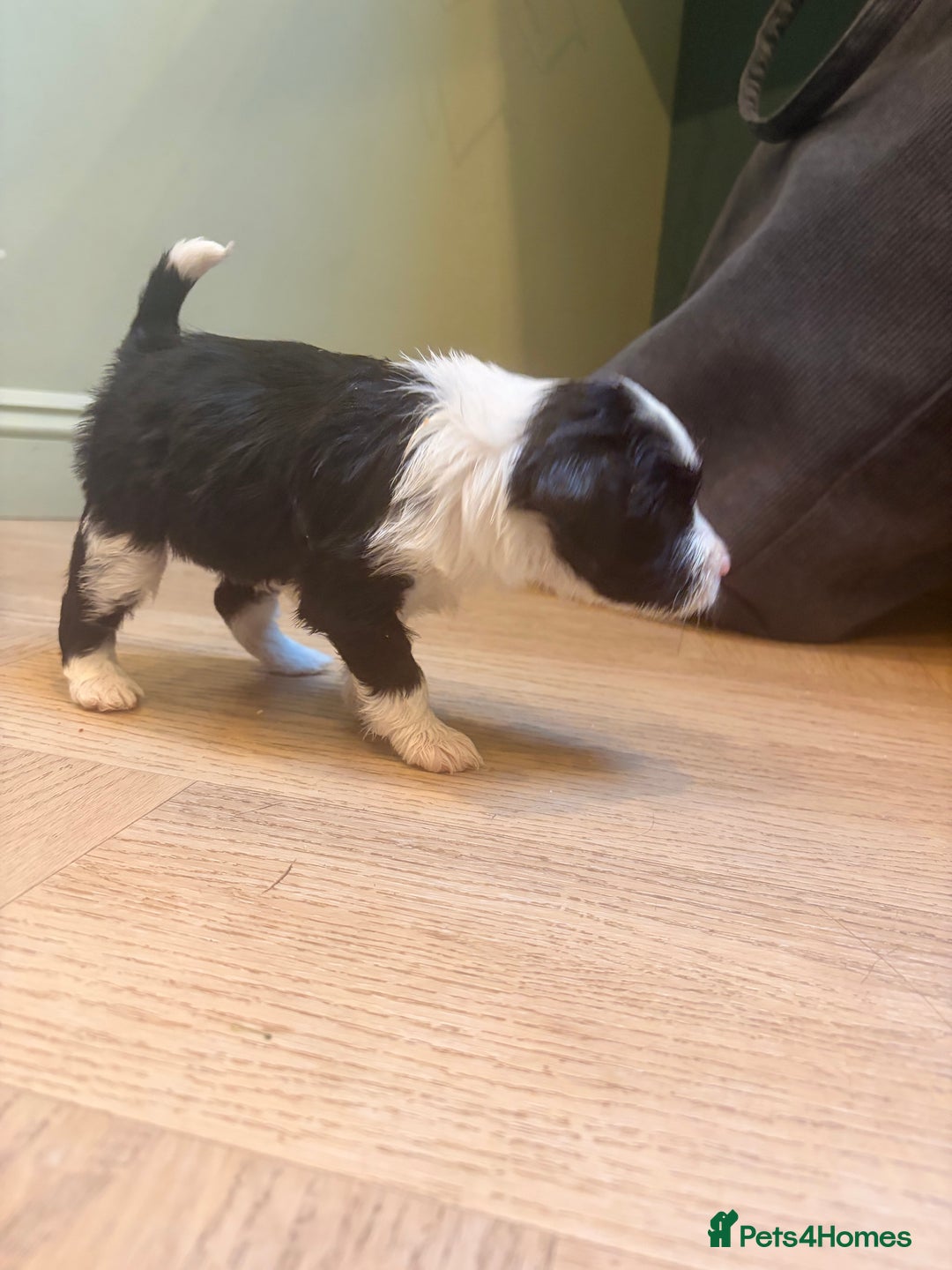 Tibetan Terrier dogs for sale: Beautiful Tibetan Terriers - Advert 8