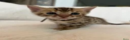 Bengal cats for sale: Stunning Pure Bengal Kittens Ready For Reservation - Advert 8