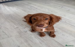 Cocker Spaniel dogs for sale: Poppy the cockerspaniel    - Image 2