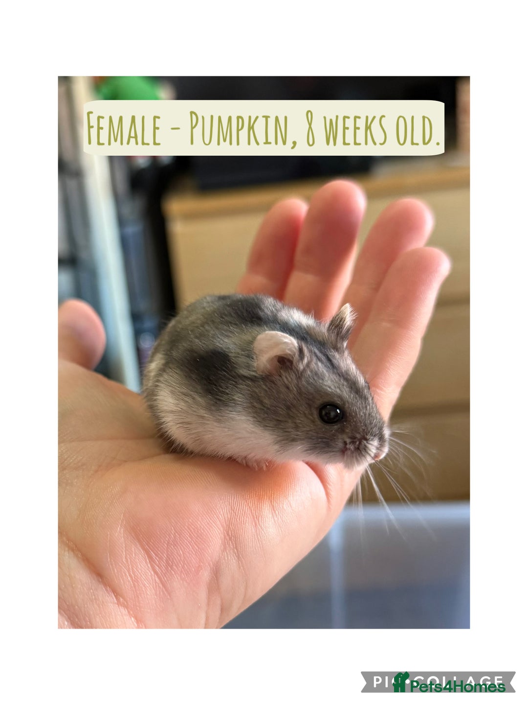 Hamster rodents for sale: Rescued Dwarf Hamsters For Adoption  - Image 4