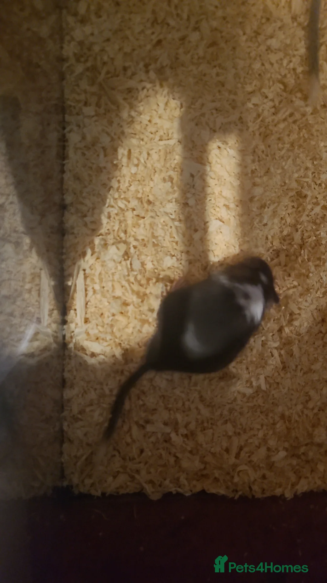 Gerbil rodents for sale: 2 male gerbils in Horncastle - Advert 4