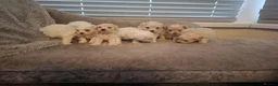 Maltipoo dogs for sale: Maltipoo puppies  - Advert 9