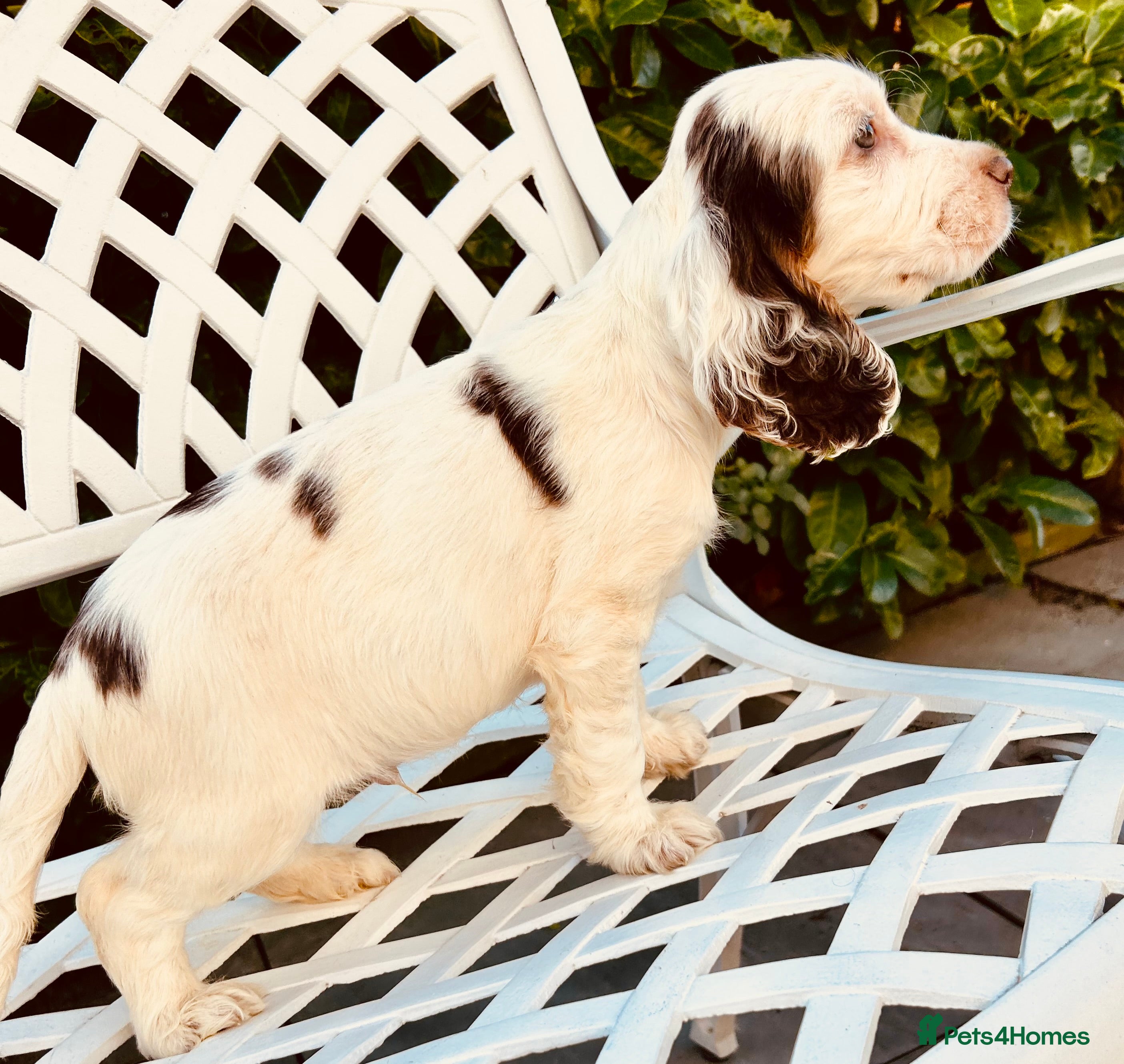 Cocker Spaniel dogs LAST KC cocker spaniel Boy ( SIMBERWOOD SIRE) £795 - Advert 4