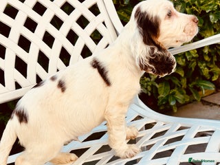 Cocker Spaniel dogs Last boy Sire SIMBERWOOD £950 KC cocker spaniel - Advert 10