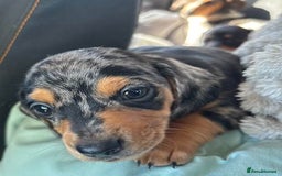 Miniature Dachshund dogs for sale: Forever home mini doxies for perfect families - Image 2