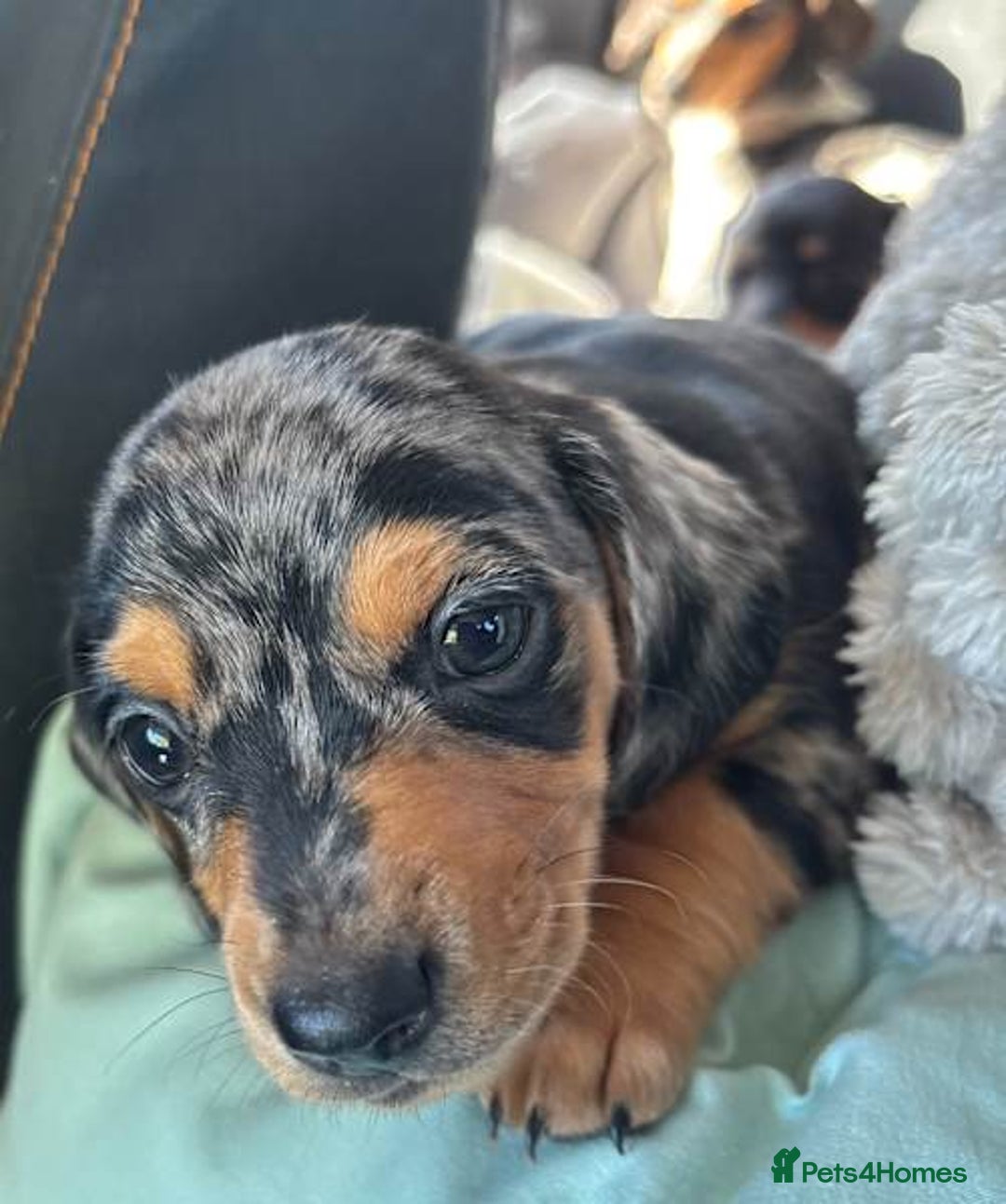Miniature Dachshund dogs for sale: Forever home mini doxies for perfect families - Image 2