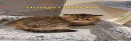 Persian cats for sale: 💖Beautiful Pedigree Chinchilla Persian Kittens.  - Advert 17