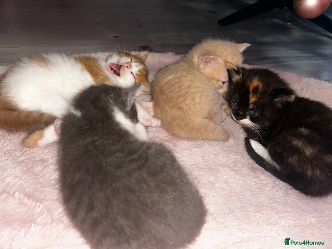 British Shorthair cats for sale: Four Adorable Kittens 🤍 - Advert 1