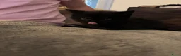 Mixed Breed cats for sale: Male kitten looking for new home  - Advert 4