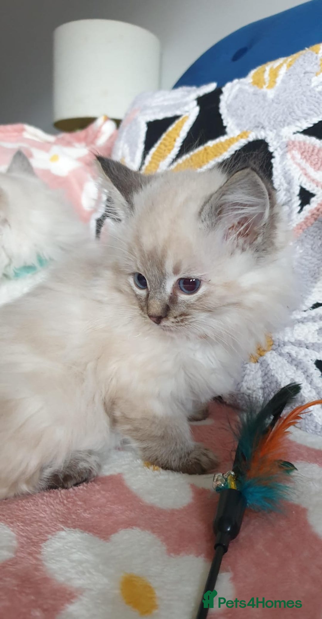 Ragdoll cats for sale: Absolutely Stunning GCCF Registered Kittens. - Advert 9