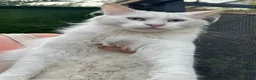 Maine Coon cats for sale: Maine coon cross boy kittens - Advert 19