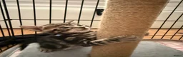 Bengal cats for sale: Half glitter marbled Bengal & tabby  in Gosport - Advert 2