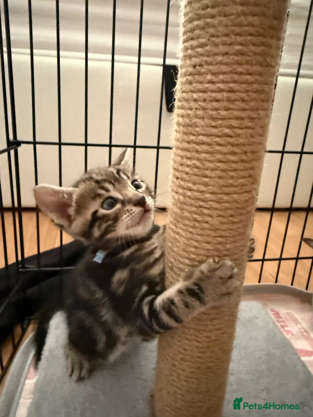 Bengal cats for sale: Half glitter marbled Bengal & tabby  in Gosport - Advert 2