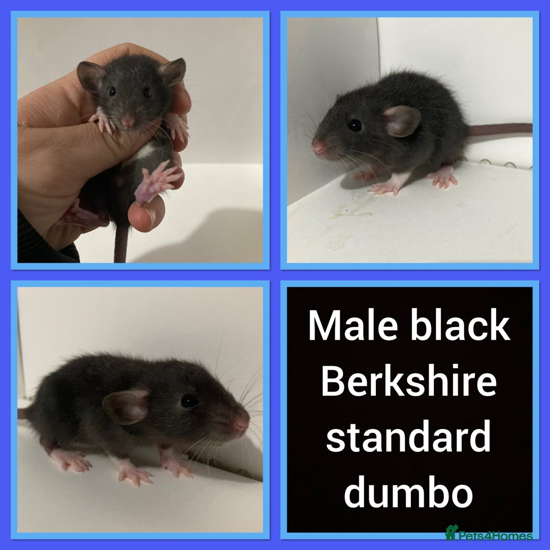 Rat rodents for sale: Adorable dumbo baby rates for sale ♥️ - Advert 7