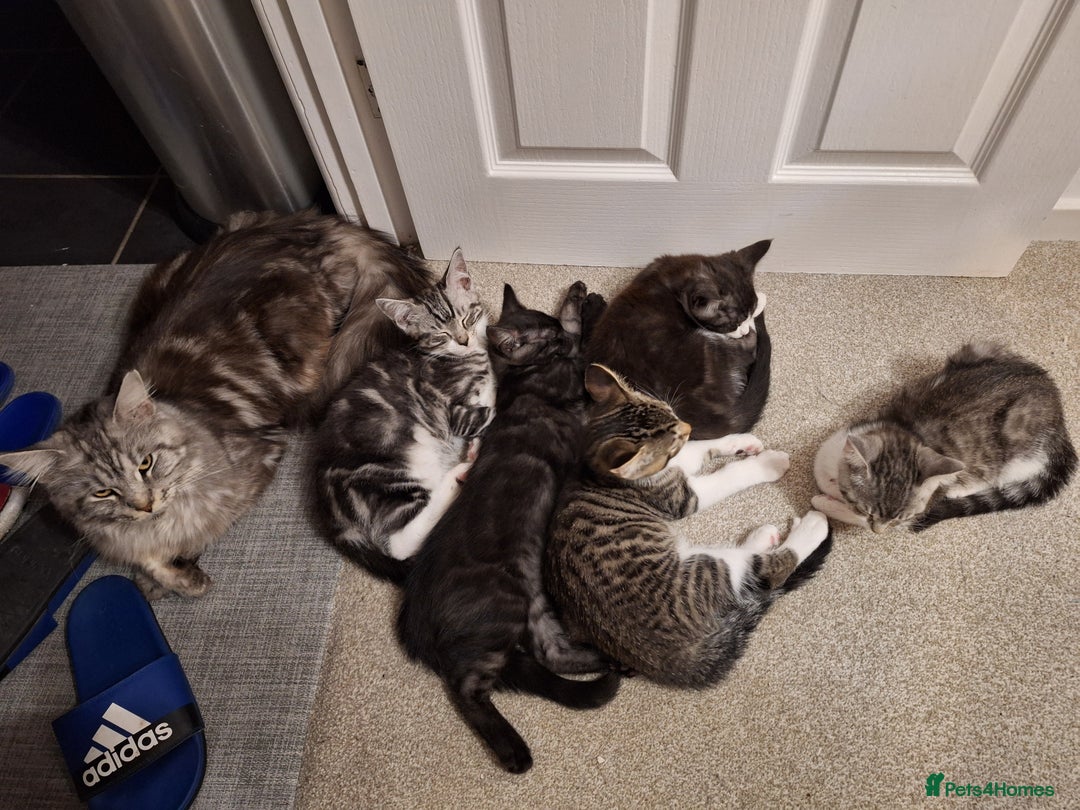 Maine Coon cats for sale: Maine Coon cross breed kittens 😸 😍  - Image 1