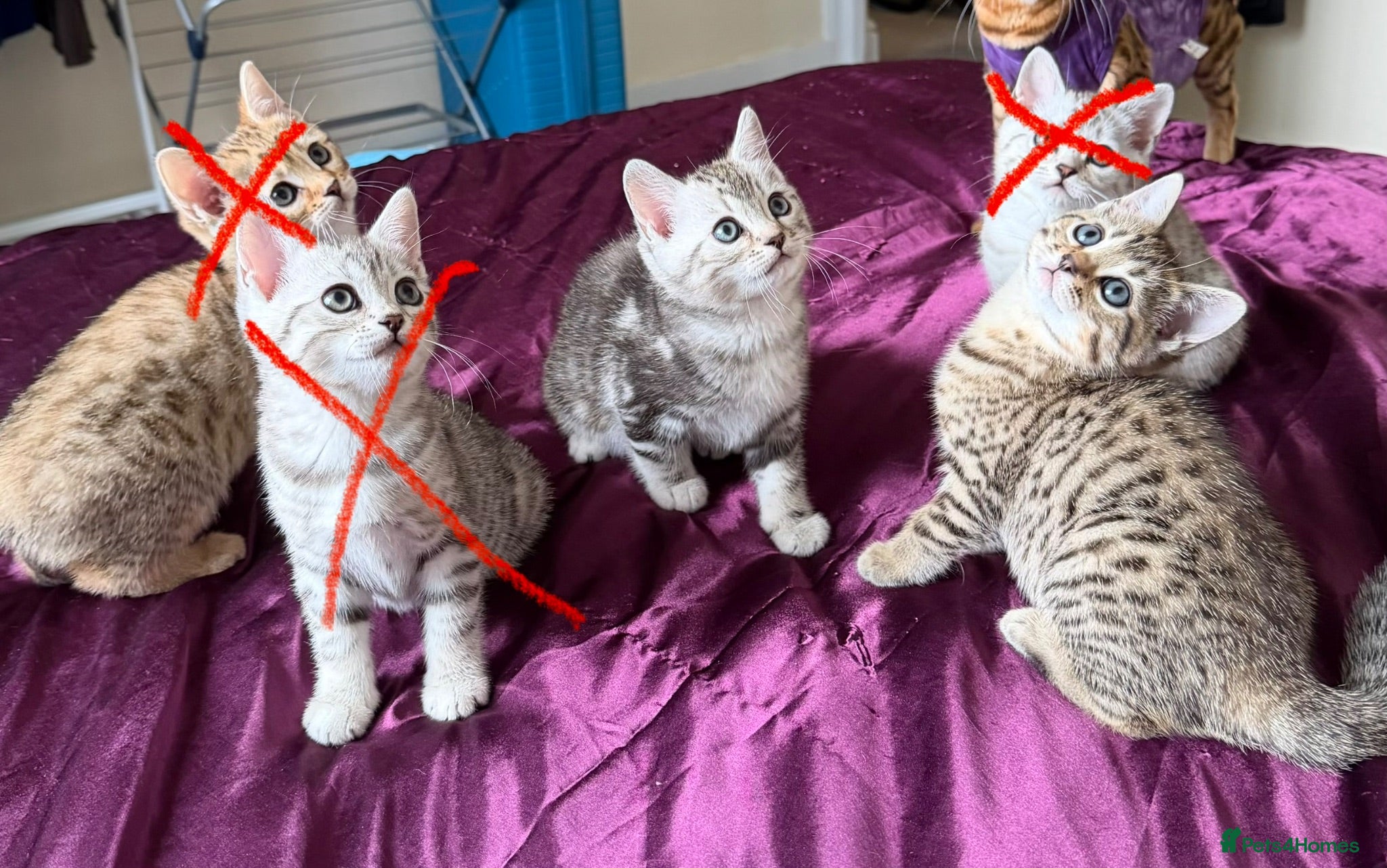 Mixed Breed cats DISCOUNTED SCOTTISH BENGALS, PERFECT MIX HYBRID - Advert 7