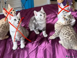 Mixed Breed cats DISCOUNTED SCOTTISH BENGALS, PERFECT MIX HYBRID - Advert 7
